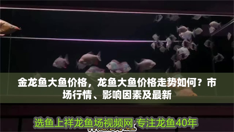 金龍魚大魚價(jià)格，龍魚大魚價(jià)格走勢(shì)如何？市場(chǎng)行情、影響因素及最新