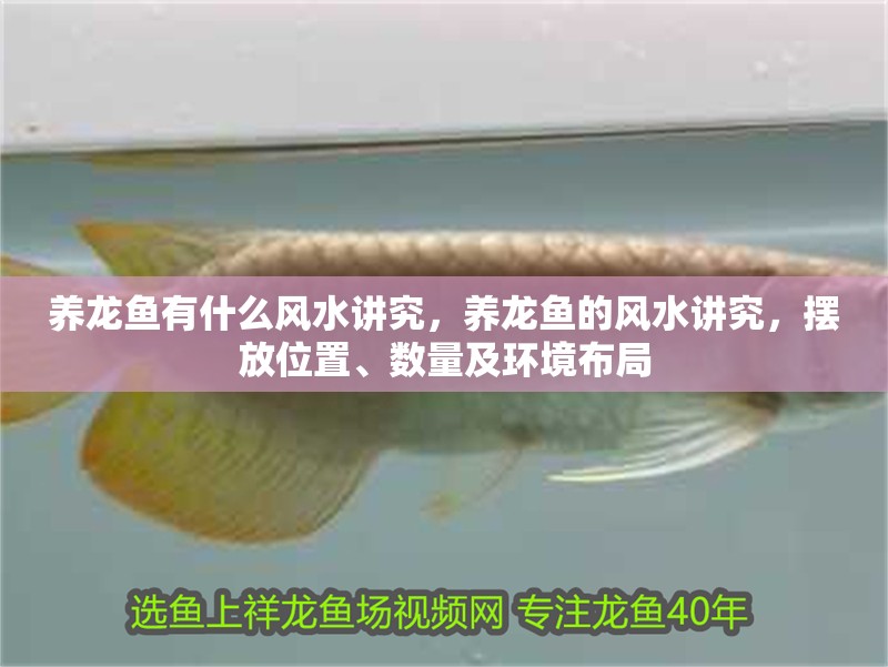 養龍魚有什么風水講究，養龍魚的風水講究，擺放位置、數量及環境布局