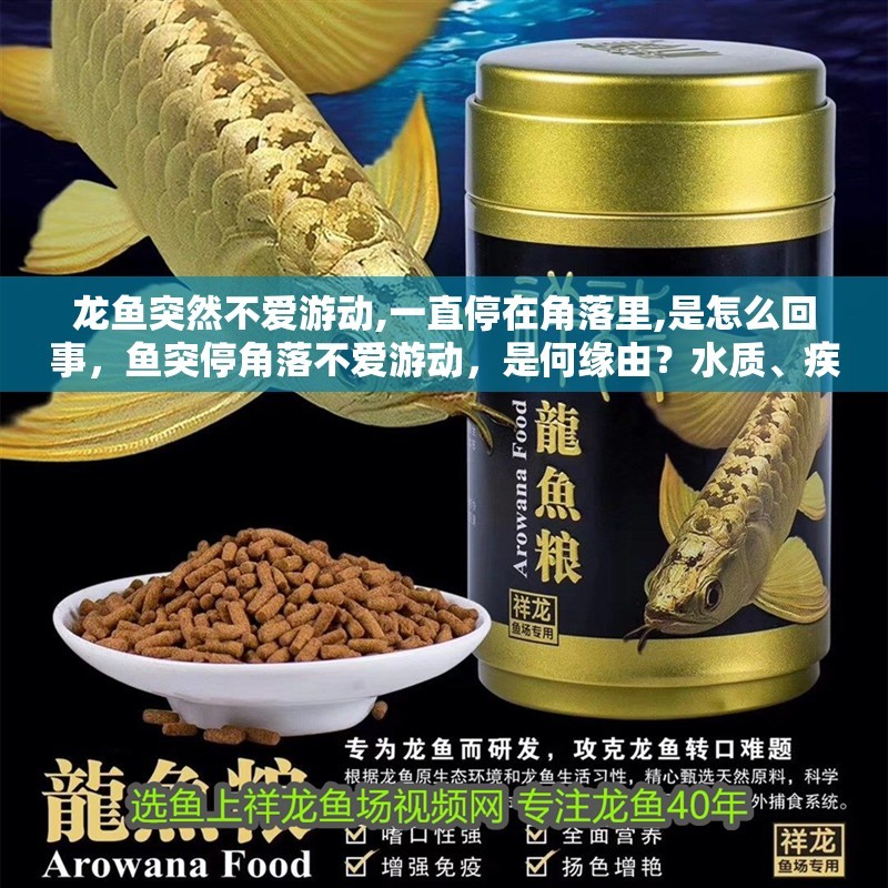 龍魚突然不愛游動,一直停在角落里,是怎么回事，魚突停角落不愛游動，是何緣由？水質、疾病還是環(huán)境問題引關注