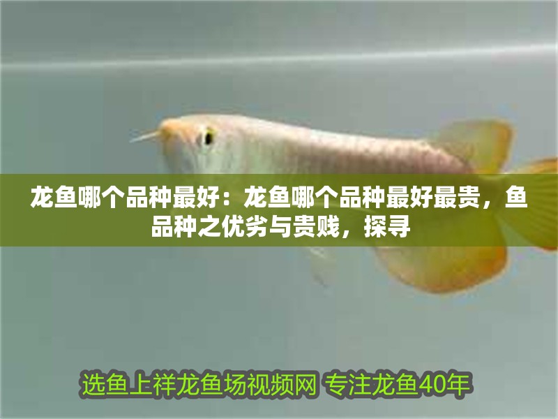 龍魚哪個品種最好：龍魚哪個品種最好最貴，魚品種之優劣與貴賤，探尋