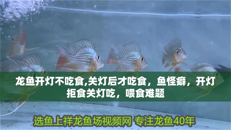 龍魚開燈不吃食,關(guān)燈后才吃食，魚怪癖，開燈拒食關(guān)燈吃，喂食難題