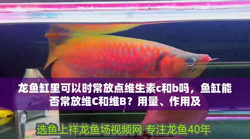 龍魚缸里可以時常放點維生素c和b嗎，魚缸能否常放維C和維B？用量、作用及 龍魚缸里可以時常放點維生素c和b嗎，魚缸能否常放維C和維B？用量、作用及 龍魚百科 第2張