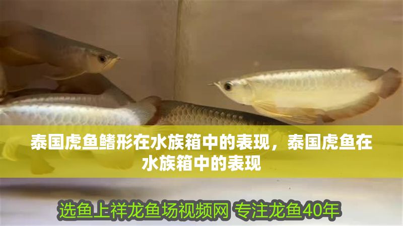 泰國虎魚鰭形在水族箱中的表現，泰國虎魚在水族箱中的表現