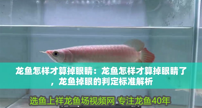 龍魚怎樣才算掉眼睛：龍魚怎樣才算掉眼睛了，龍魚掉眼的判定標準解析
