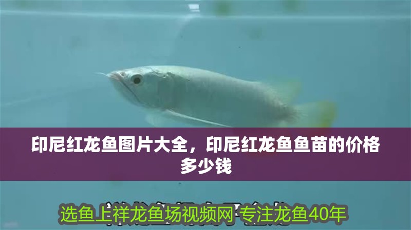 印尼紅龍魚圖片大全，印尼紅龍魚魚苗的價格多少錢
