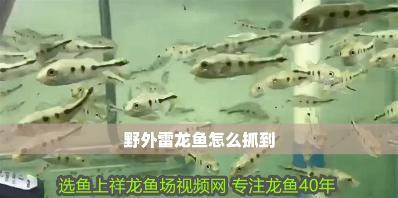 野外雷龍魚怎么抓到