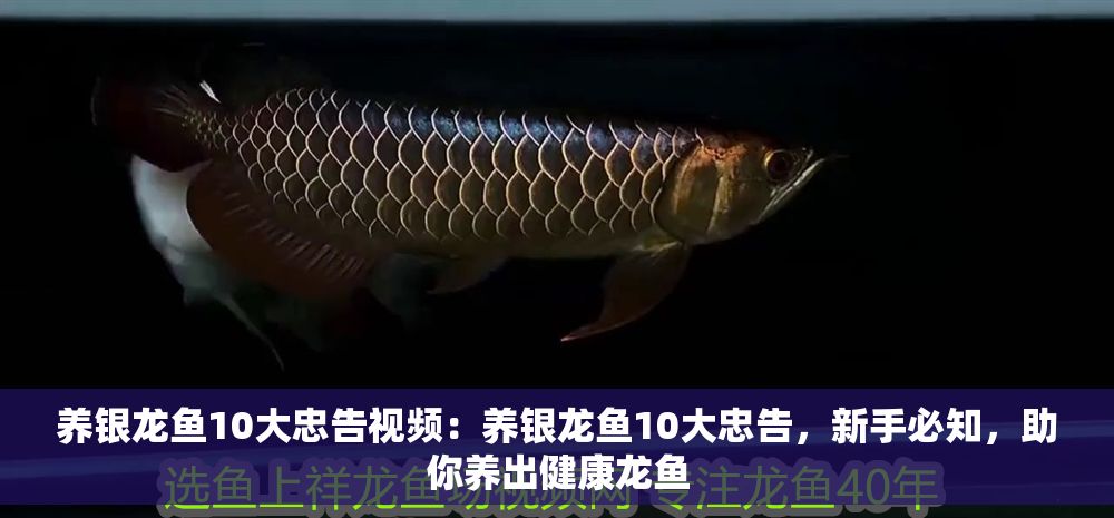 養銀龍魚10大忠告視頻：養銀龍魚10大忠告，新手必知，助你養出健康龍魚