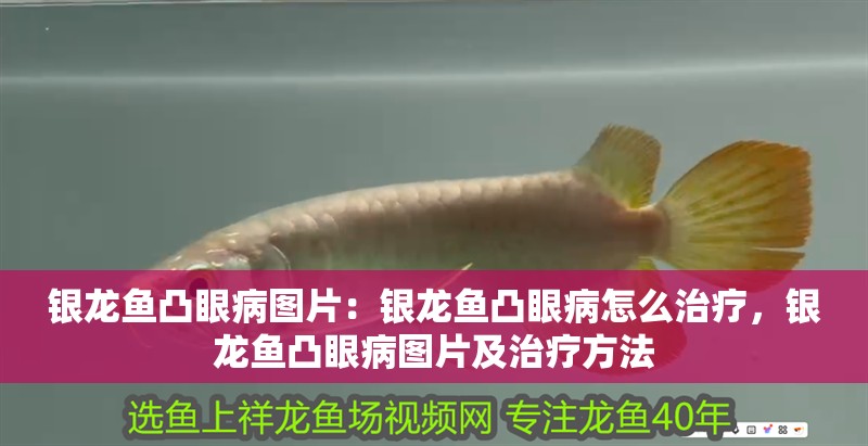 銀龍魚凸眼病圖片：銀龍魚凸眼病怎么治療，銀龍魚凸眼病圖片及治療方法
