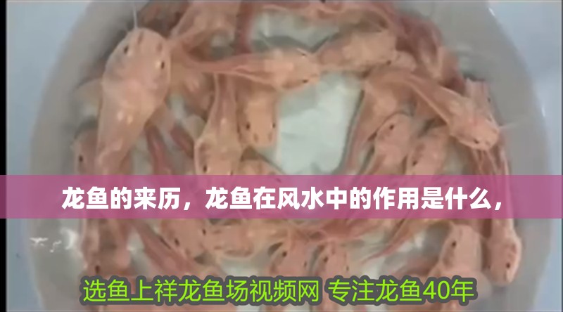 龍魚的來歷，龍魚在風水中的作用是什么，