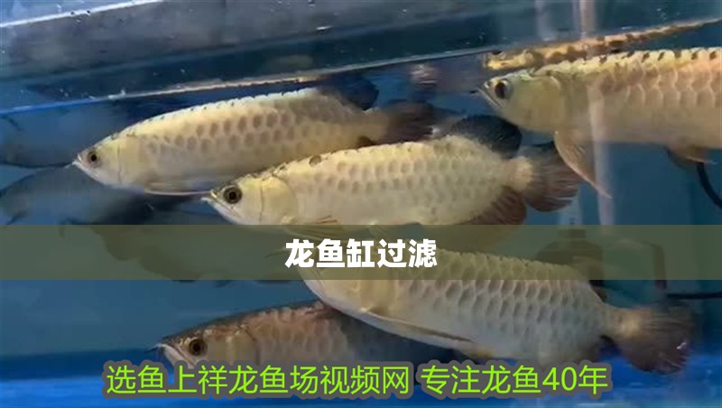 龍魚缸過濾