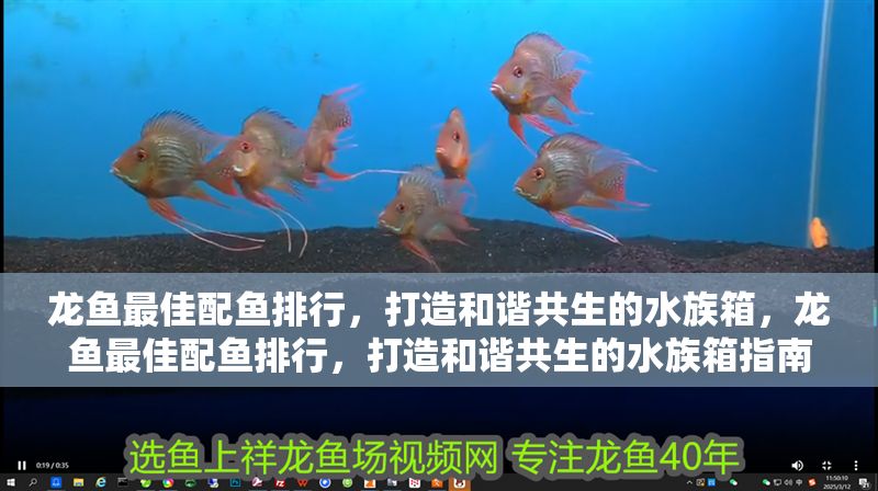 龍魚最佳配魚排行,打造和諧共生的水族箱,龍魚最佳配魚排行,打造和諧共生的水族箱指南 龍魚百科 第1張 龍魚最佳配魚排行,打造和諧共生的水族箱,龍魚最佳配魚排行,打造和諧共生的水族箱指南 龍魚最佳配魚排行,打造和諧共生的水族箱,龍魚最佳配魚排行,打造和諧共生的水族箱指南 龍魚百科 第1張