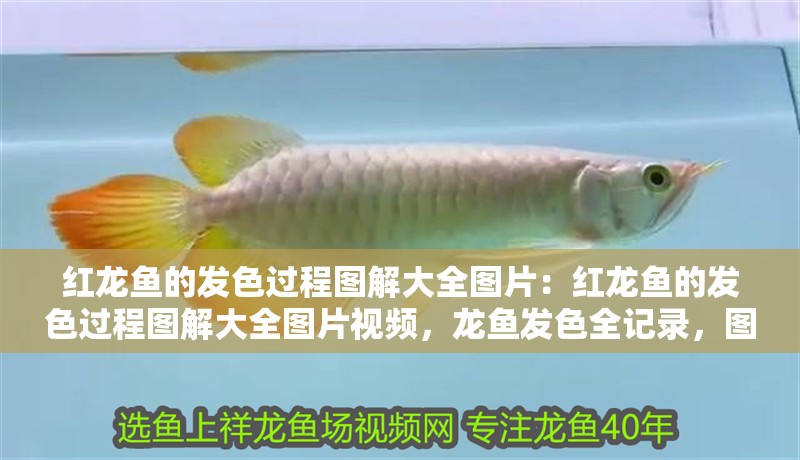 紅龍魚的發(fā)色過程圖解大全圖片：紅龍魚的發(fā)色過程圖解大全圖片視頻，龍魚發(fā)色全記錄，圖解