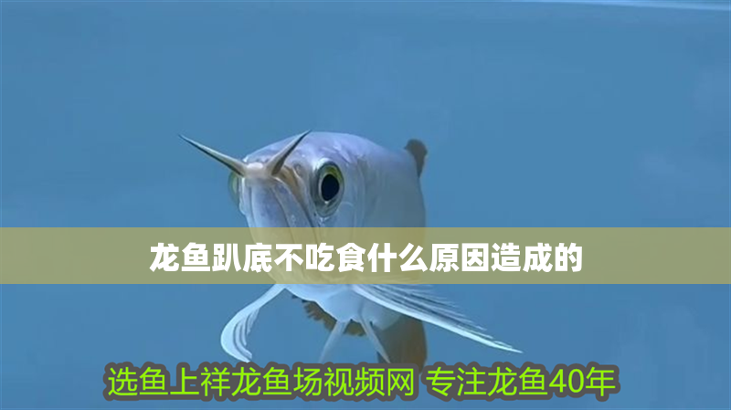 龍魚趴底不吃食什么原因造成的 龍魚百科 第2張 龍魚趴底不吃食什么原因造成的 龍魚趴底不吃食什么原因造成的 龍魚百科 第2張