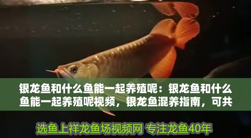 銀龍魚和什么魚能一起養殖呢：銀龍魚和什么魚能一起養殖呢視頻，銀龍魚混養指南，可共處魚類及注意事項詳解