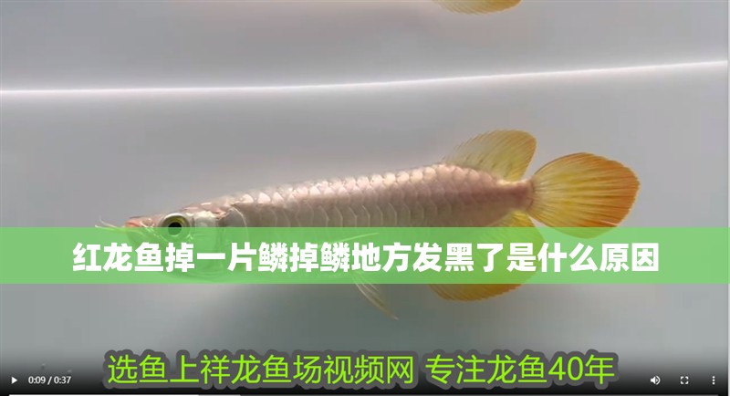 紅龍魚掉一片鱗掉鱗地方發(fā)黑了是什么原因