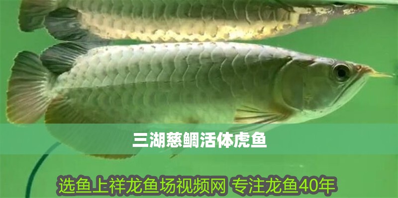 三湖慈鯛活體虎魚