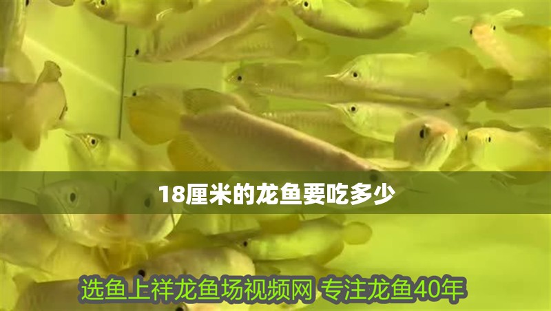 18厘米的龍魚要吃多少