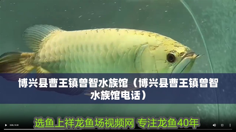 博興縣曹王鎮(zhèn)曾智水族館（博興縣曹王鎮(zhèn)曾智水族館電話）