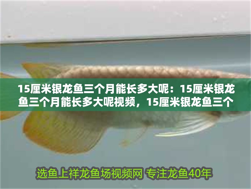 15厘米銀龍魚三個月能長多大呢：15厘米銀龍魚三個月能長多大呢視頻，15厘米銀龍魚三個月生長情況