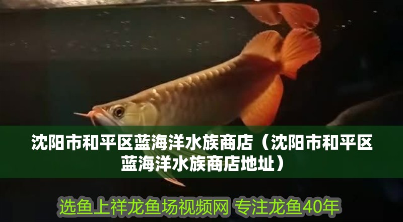 沈陽市和平區(qū)藍(lán)海洋水族商店（沈陽市和平區(qū)藍(lán)海洋水族商店地址）