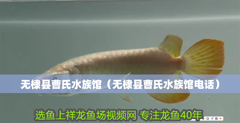 無(wú)棣縣曹氏水族館（無(wú)棣縣曹氏水族館電話）