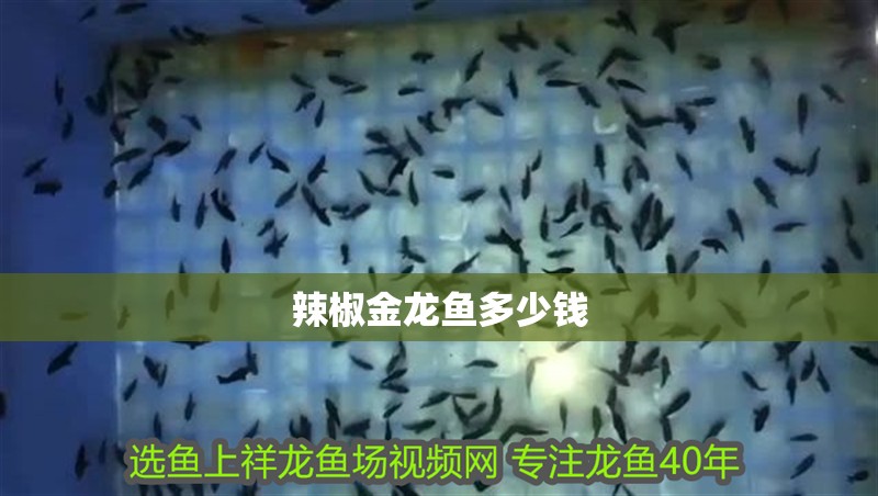 辣椒金龍魚多少錢