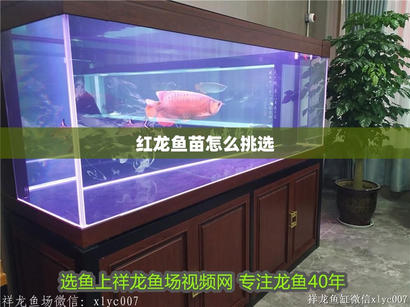 紅龍魚(yú)苗怎么挑選