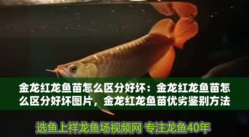 金龍紅龍魚苗怎么區(qū)分好壞：金龍紅龍魚苗怎么區(qū)分好壞圖片，金龍紅龍魚苗優(yōu)劣鑒別方法 金龍紅龍魚苗怎么區(qū)分好壞：金龍紅龍魚苗怎么區(qū)分好壞圖片，金龍紅龍魚苗優(yōu)劣鑒別方法 水族問答
