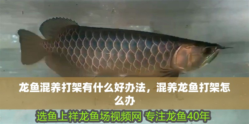 龍魚混養打架有什么好辦法，混養龍魚打架怎么辦 龍魚混養打架有什么好辦法，混養龍魚打架怎么辦 龍魚百科 第6張
