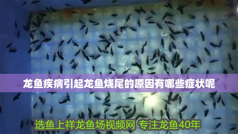 龍魚疾病引起龍魚燒尾的原因有哪些癥狀呢