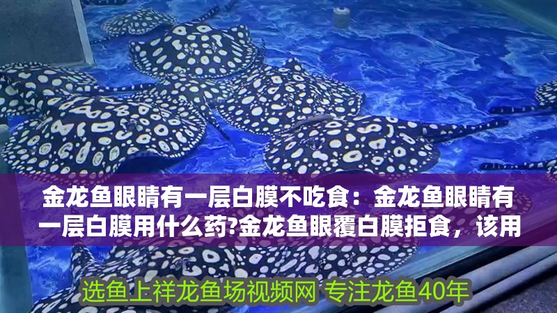金龍魚眼睛有一層白膜不吃食:金龍魚眼睛有一層白膜用什么藥?金龍魚眼覆白膜拒食,該用什么藥治療 水族問答 金龍魚眼睛有一層白膜不吃食:金龍魚眼睛有一層白膜用什么藥?金龍魚眼覆白膜拒食,該用什么藥治療 金龍魚眼睛有一層白膜不吃食:金龍魚眼睛有一層白膜用什么藥?金龍魚眼覆白膜拒食,該用什么藥治療 水族問答