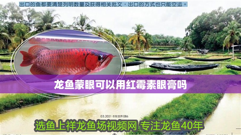 龍魚蒙眼可以用紅霉素眼膏嗎