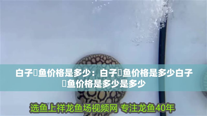 白子魟魚價格是多少：白子魟魚價格是多少白子魟魚價格是多少是多少 白子魟魚價格是多少：白子魟魚價格是多少白子魟魚價格是多少是多少 魟魚百科 第2張