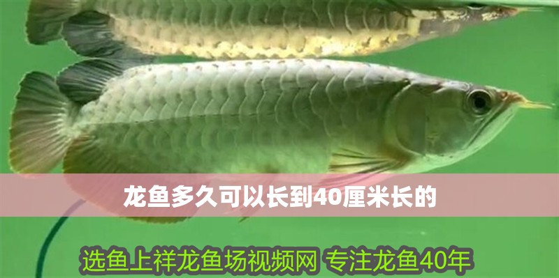 龍魚多久可以長到40厘米長的