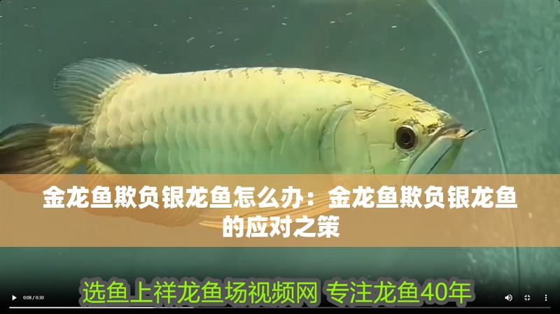金龍魚欺負(fù)銀龍魚怎么辦：金龍魚欺負(fù)銀龍魚的應(yīng)對(duì)之策