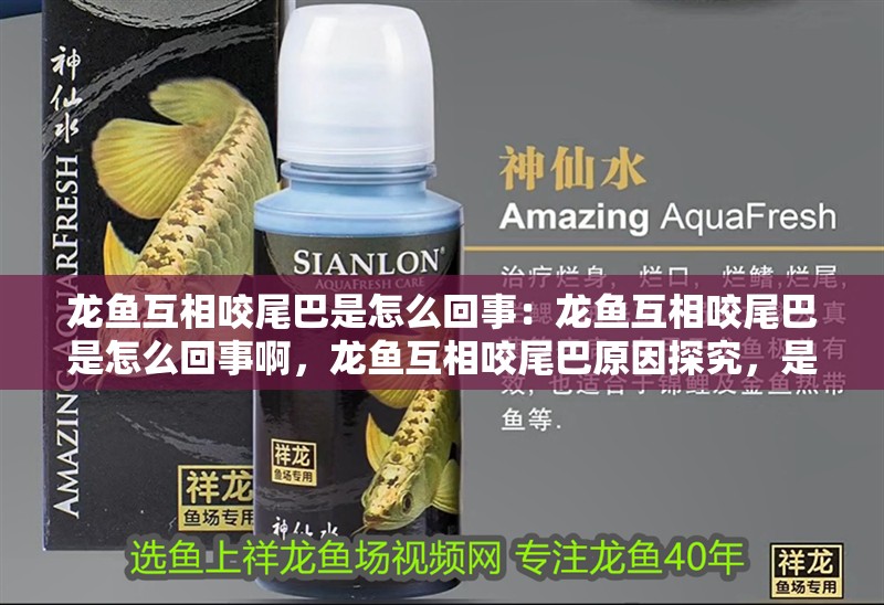 龍魚互相咬尾巴是怎么回事：龍魚互相咬尾巴是怎么回事啊，龍魚互相咬尾巴原因探究，是習性還是另有隱情 龍魚互相咬尾巴是怎么回事：龍魚互相咬尾巴是怎么回事啊，龍魚互相咬尾巴原因探究，是習性還是另有隱情 水族問答