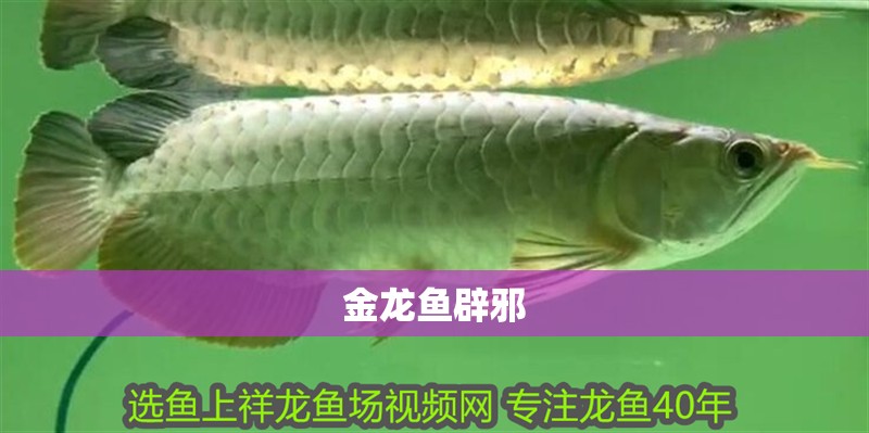 金龍魚辟邪
