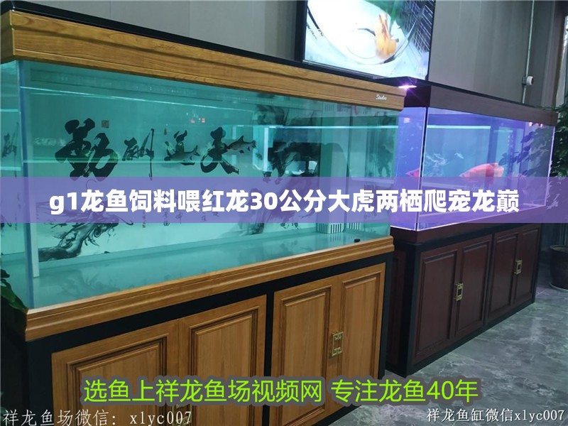 g1龍魚飼料喂紅龍30公分大虎兩棲爬寵龍巔