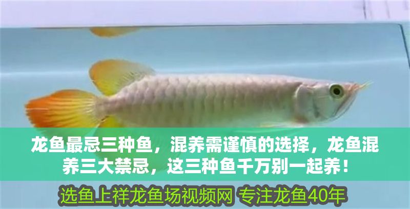 龍魚最忌三種魚，混養需謹慎的選擇，龍魚混養三大禁忌，這三種魚千萬別一起養！