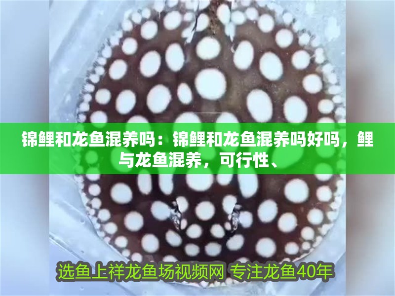 錦鯉和龍魚混養嗎：錦鯉和龍魚混養嗎好嗎，鯉與龍魚混養，可行性、