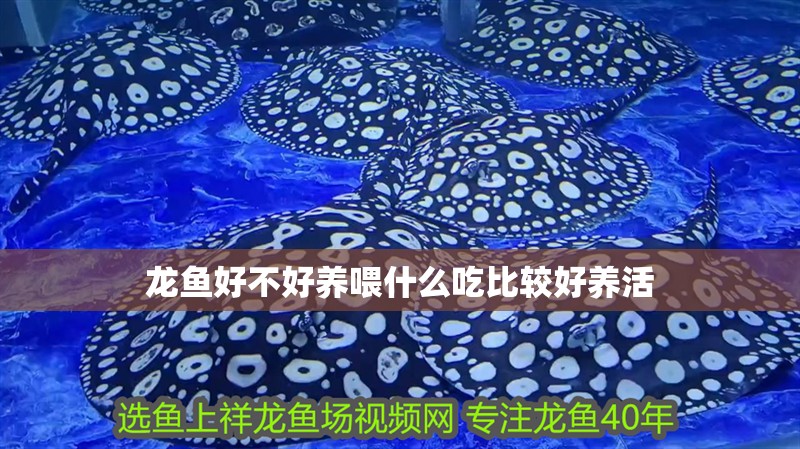 龍魚好不好養喂什么吃比較好養活