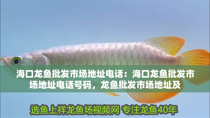 海口龍魚批發市場地址電話：海口龍魚批發市場地址電話號碼，龍魚批發市場地址及