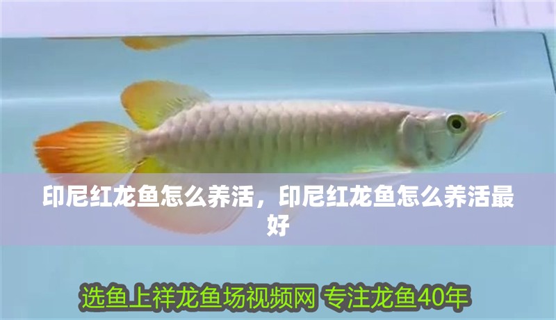 印尼紅龍魚怎么養活，印尼紅龍魚怎么養活最好