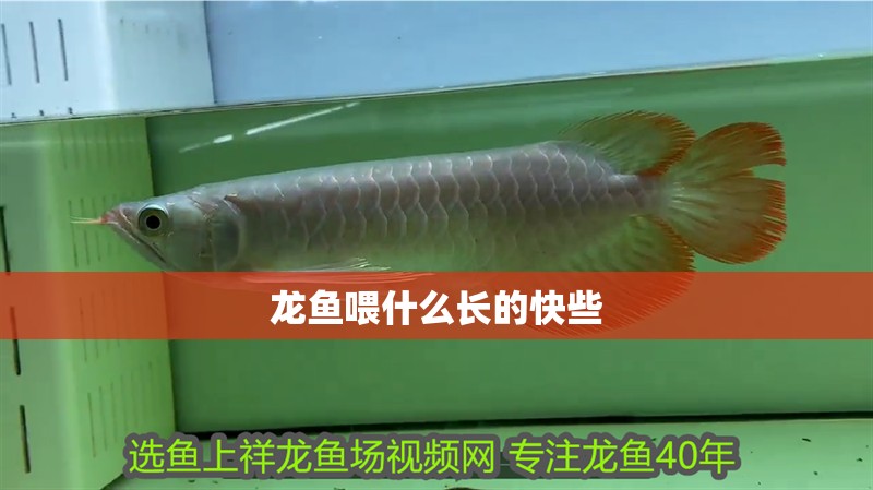 龍魚喂什么長的快些