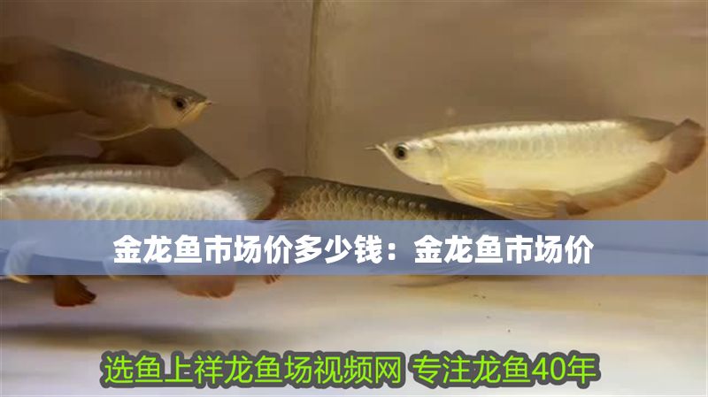 金龍魚市場價(jià)多少錢：金龍魚市場價(jià)