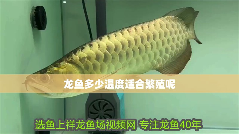 龍魚多少溫度適合繁殖呢