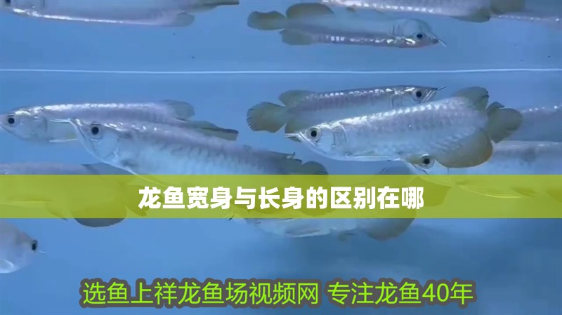 龍魚寬身與長身的區(qū)別在哪 龍魚百科 第4張 龍魚寬身與長身的區(qū)別在哪 龍魚寬身與長身的區(qū)別在哪 龍魚百科 第4張