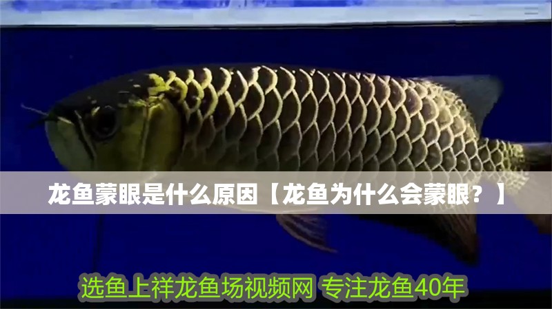 龍魚蒙眼是什么原因【龍魚為什么會蒙眼？】