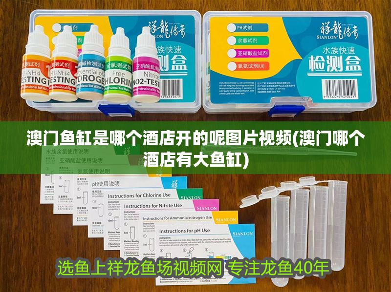 澳門魚缸是哪個酒店開的呢圖片視頻(澳門哪個酒店有大魚缸)