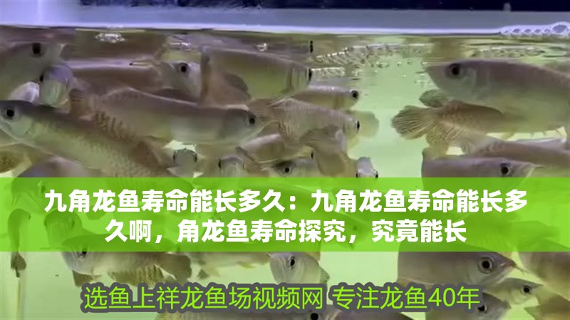 九角龍魚壽命能長多久：九角龍魚壽命能長多久啊，角龍魚壽命探究，究竟能長